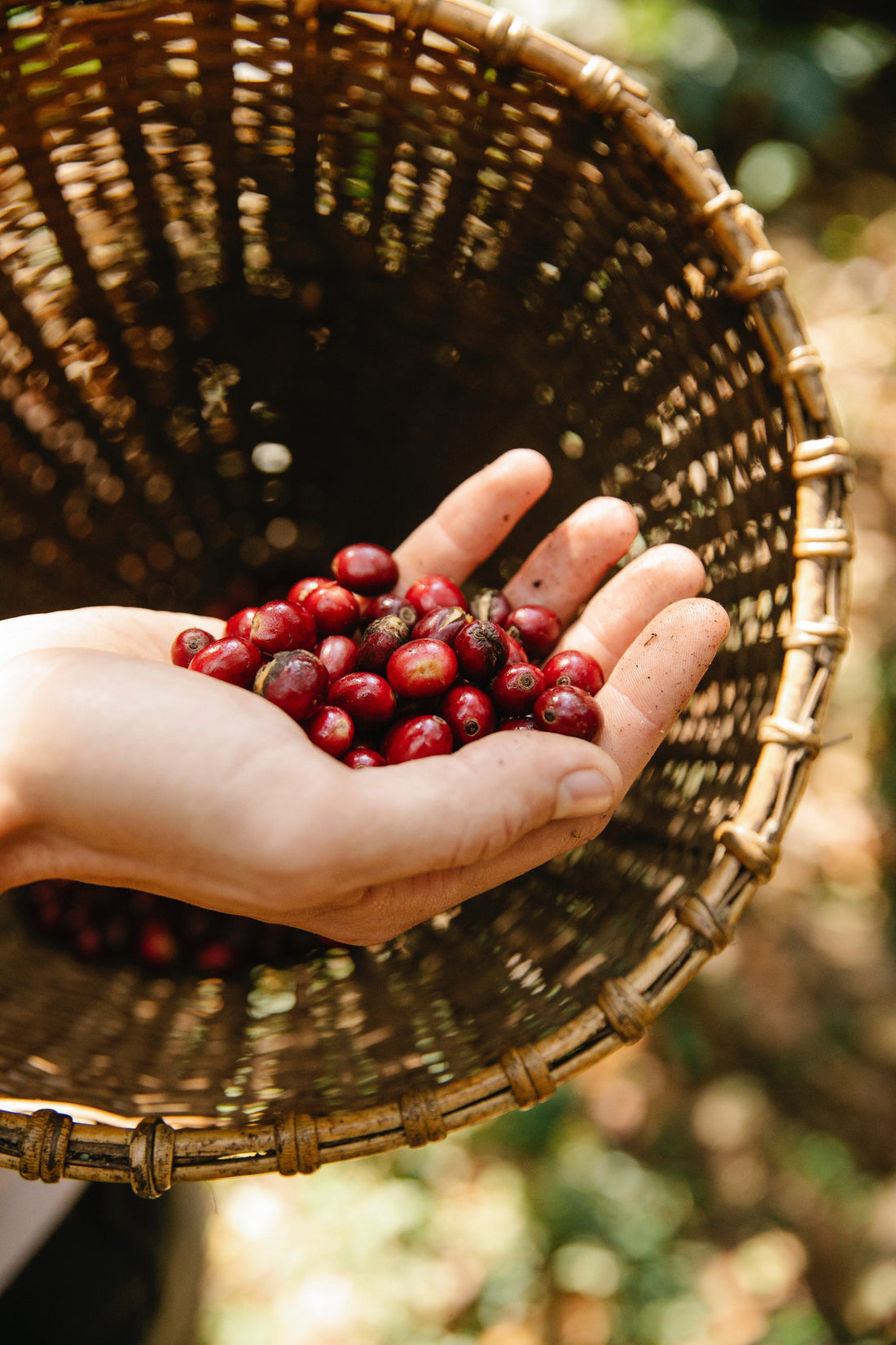 Why is Specialty Coffee so expensive?