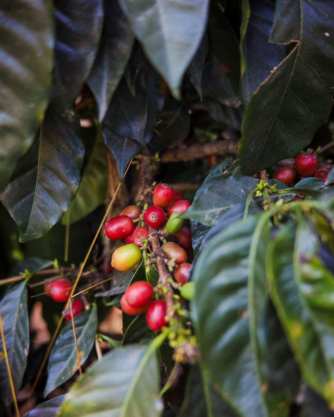 SINGLE ORIGIN TERMINOLOGY 101