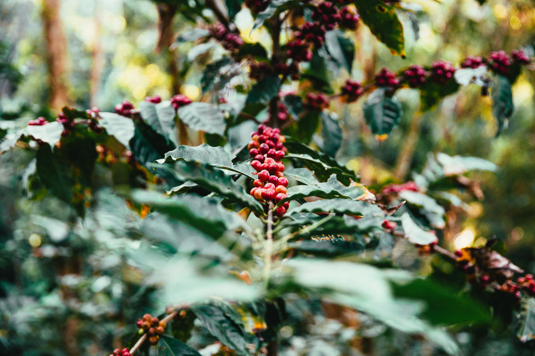 What is Washed & Natural Process Coffee?