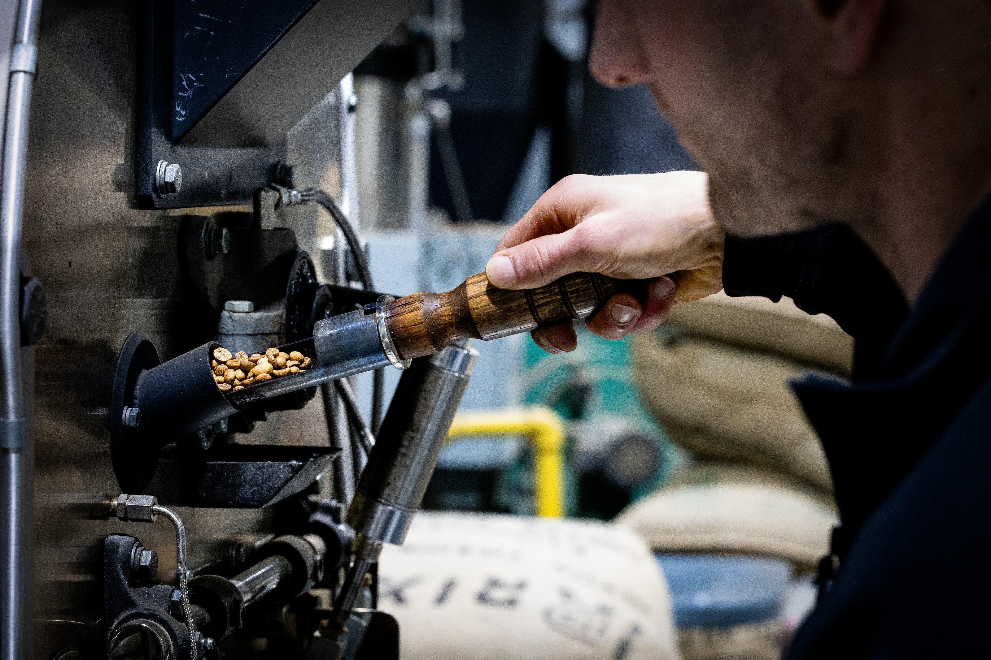 Sampling coffee trier with yellow coffee beans 