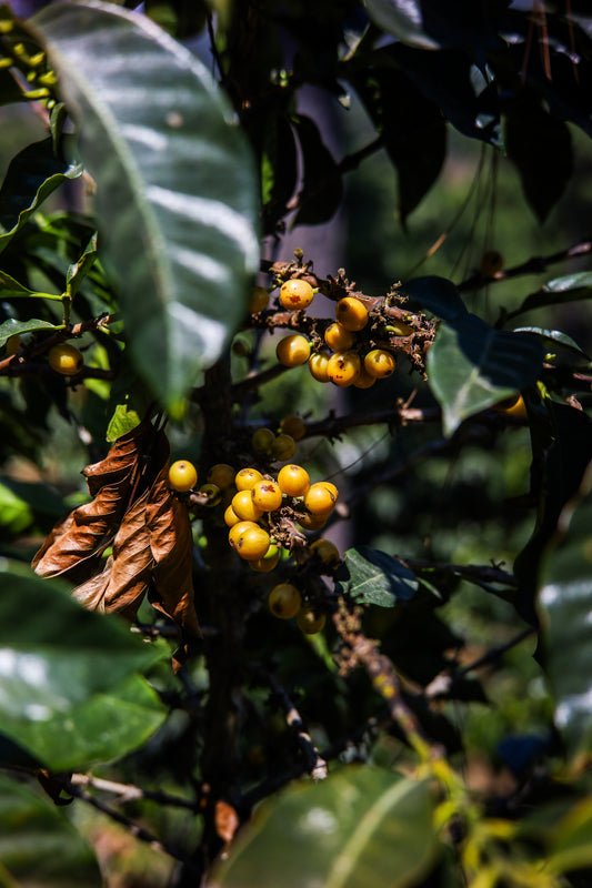 Huehuetenango- Single Origin, Guatemala - 2 lb