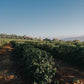 (Limited Release) Sun-Dried  Brazil Peaberry –  Pereira Farm