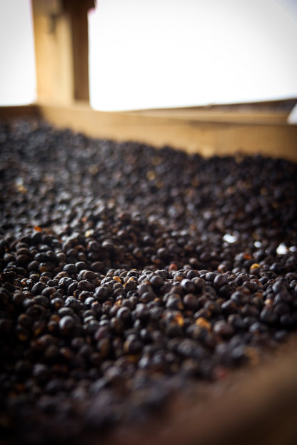Fresh Roasted Coffee Box - Bundle Two & Save!